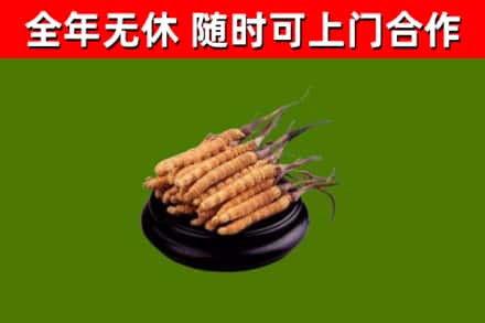 阳春市回收散虫草